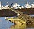 NileCrocodile--Etiopia-Omo-River-Valley-02