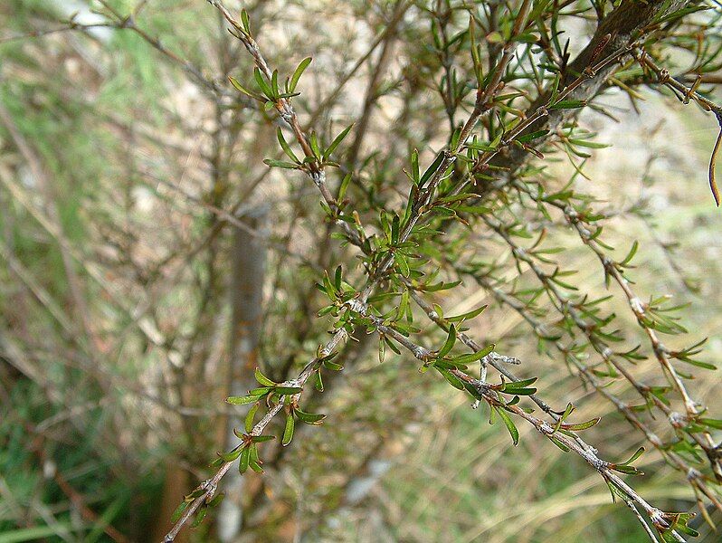 File:Olearia-bullata.jpg