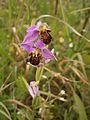 Ophrys apifera