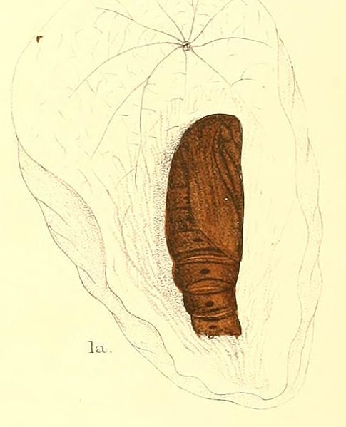 File:OthreisFullonica12-1-p.jpg