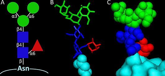 Protein paucimannosylation. The common trimannosylchitobiose core derivatised with an α1,6-linked core fucosylation (M3F) forming one of the largest structures of the paucimannosidic glycan series is represented as A) the standardised symbol nomenclature for glycans, and B-C) as sticks and space fill glycan, respectively, conjugated to an asparagine residue on the surface of a protein carrier.