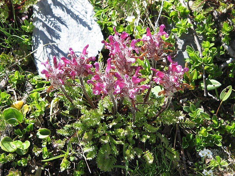 File:Pedicularis rosea allionii02.jpg