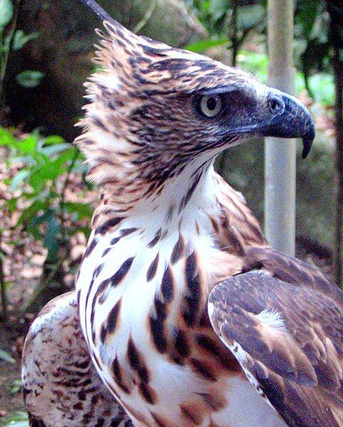 File:Philippine Hawk-eagle.jpg