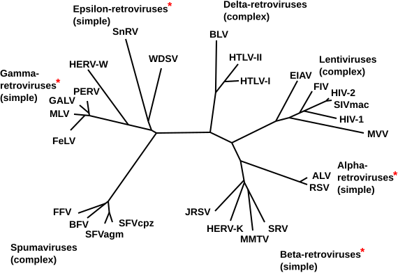 File:Phylogeny of Retroviruses.svg