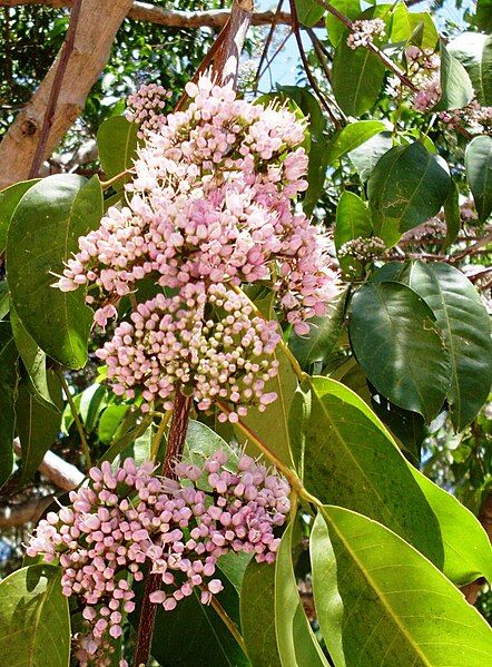 File:Pink Flowered Doughwood.JPG