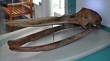 A whale skull behind a glass wall