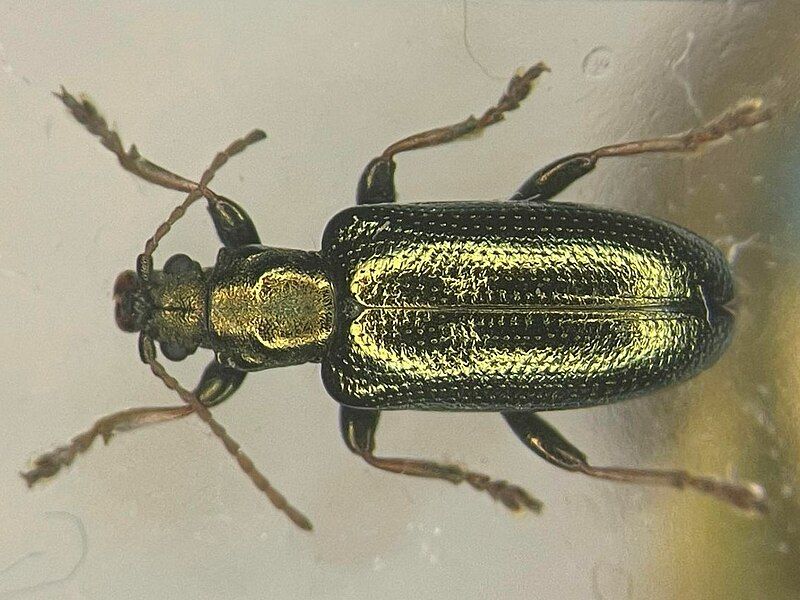 File:Plateumaris metallica.jpg