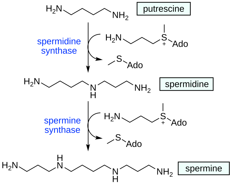 File:Polyamine synthesis.svg