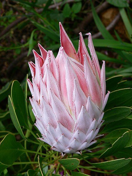 File:Protea P1010885.JPG