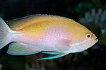 Pseudanthias marcia