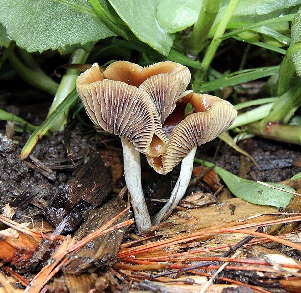 File:Psilocybe cyanescens Alan.jpg