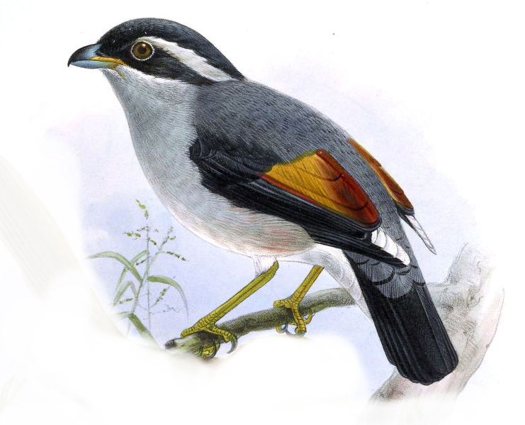 File:Pteruthius aeralatus Keulemans.jpg