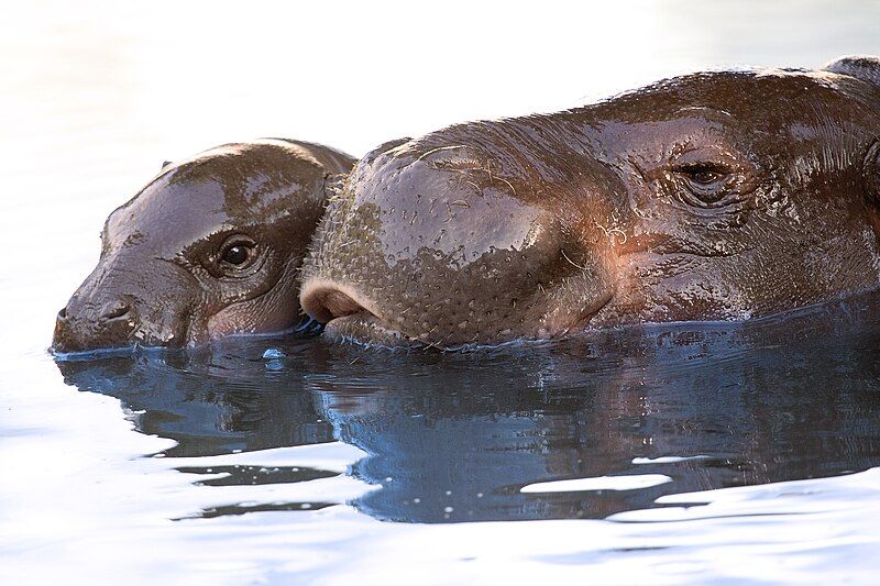 File:Pygmy-Hippopotamus-Lisbon-zoo.jpg