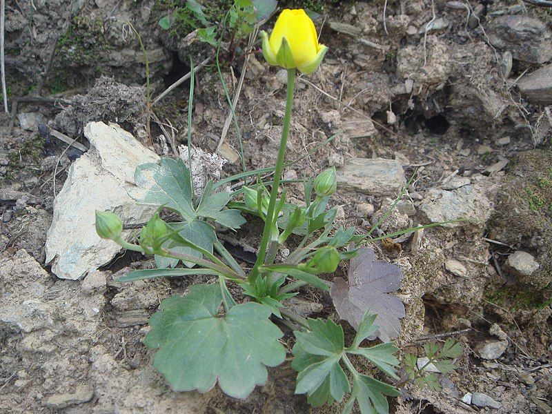 File:Ranunculus paludosus 1.JPG