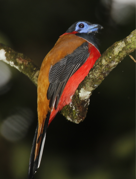 File:Red-naped Trogon.png