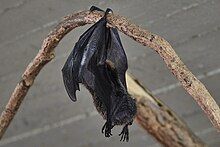 Rodrigues flying Fox in Prague Zoo