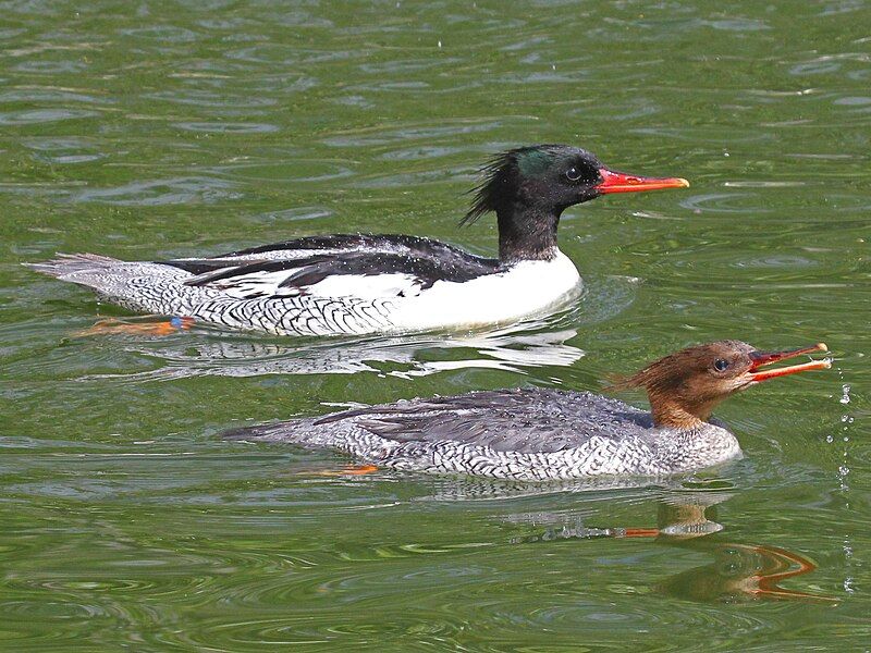 File:Scaly-sided Merganser RWD.jpg