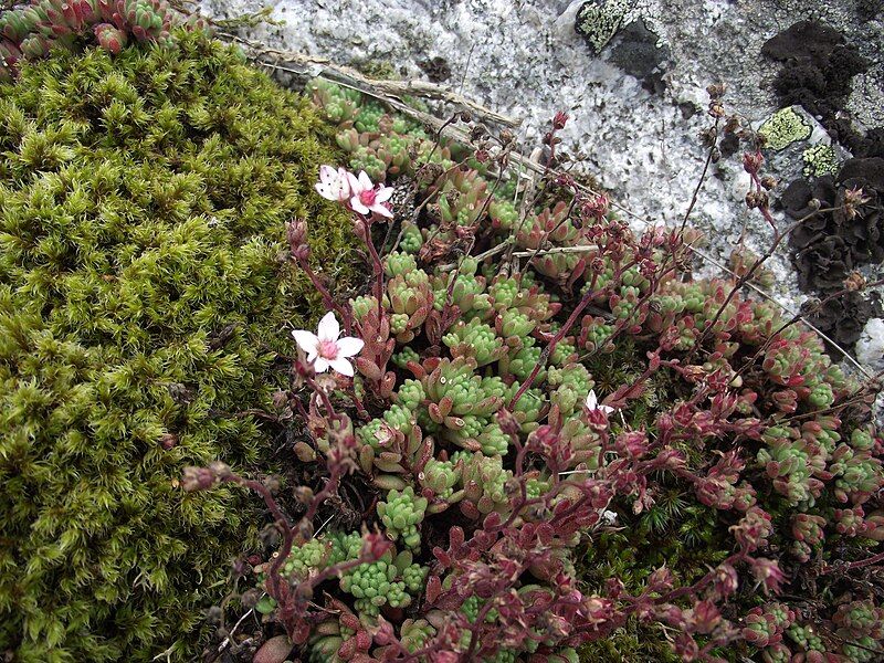 File:Sedum hirsutum Aubrac.jpg