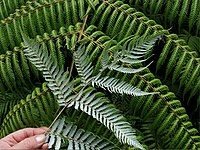 Frond, showing silver underside