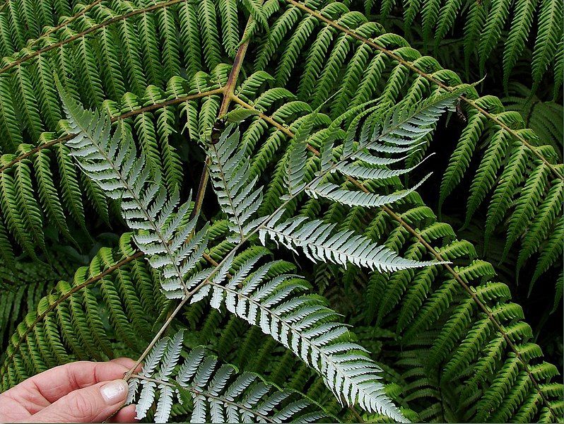 File:Silver-fern.jpg