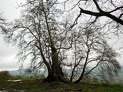 2,000-year-old Tnjri tree