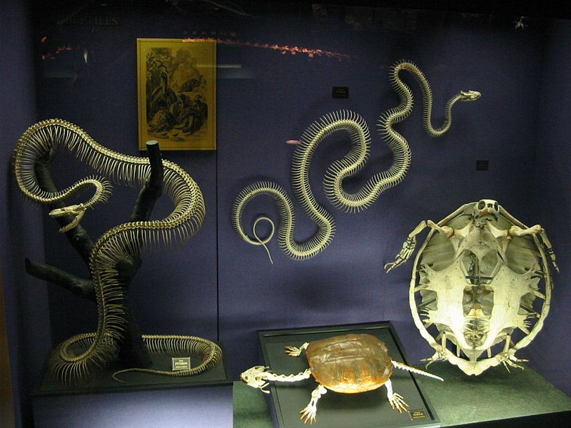 File:Snake Skeletons.jpg