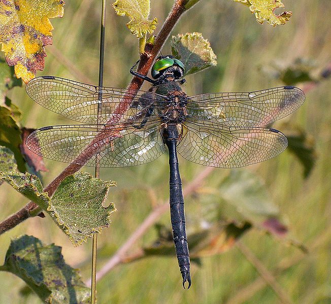 File:Somatochlora arctica.JPG