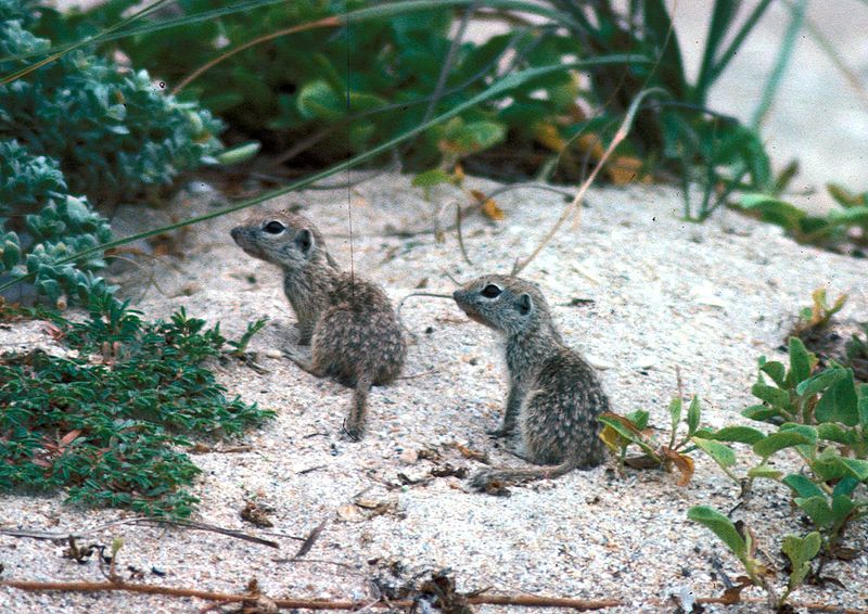 File:Spotted ground squirrel.jpg