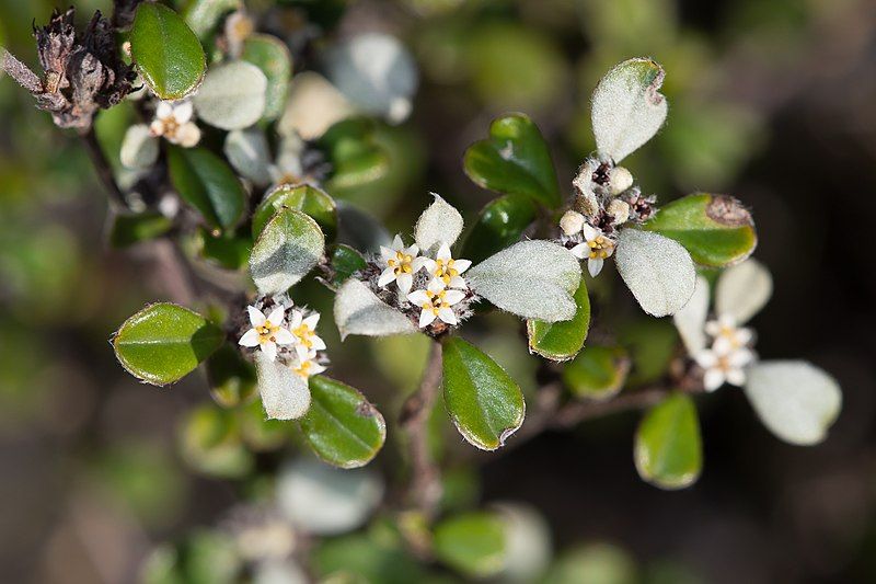 File:Stenanthemum leucophractum.jpg