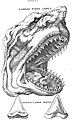 Image 16Illustration from Steno's 1667 paper shows a shark head and its teeth along with a fossil tooth for comparison. (from History of paleontology)