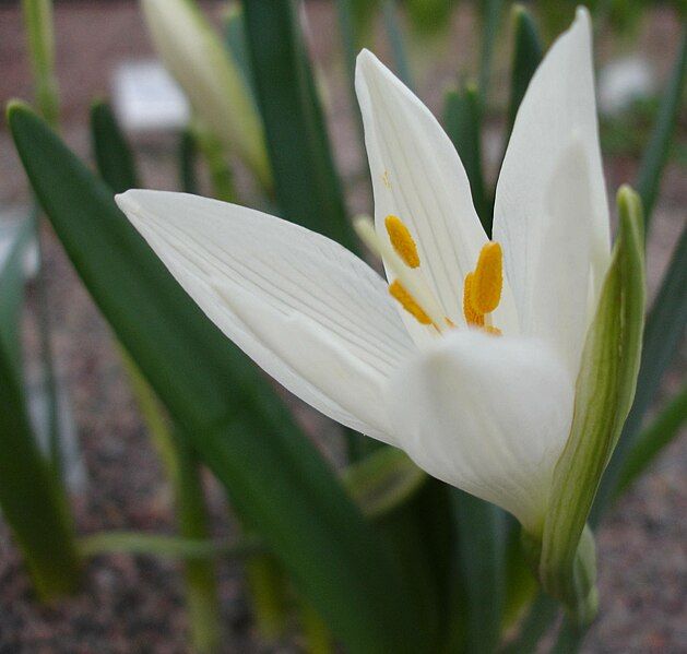 File:Sternbergia candida1a.UME.jpg