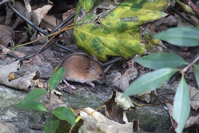 File:Striped field mouse(js)01.jpg