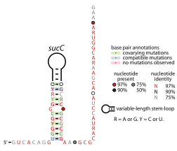 File:SucC-RNA.svg