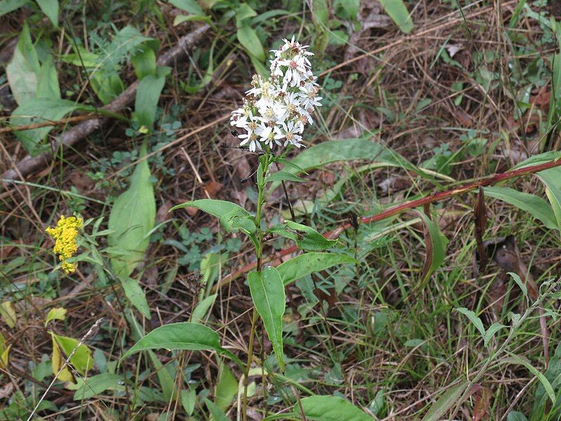 File:Symphyotrichum urophyllum.jpg