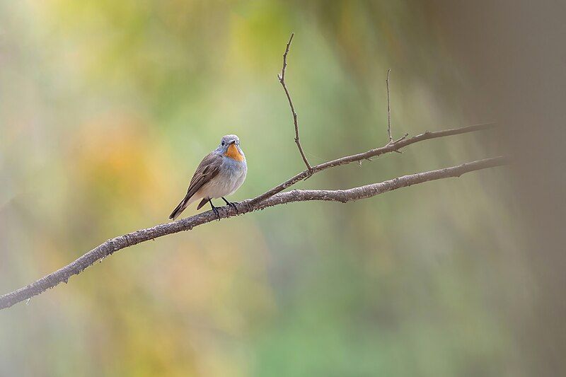 File:Taiga-Flycatcher.jpg