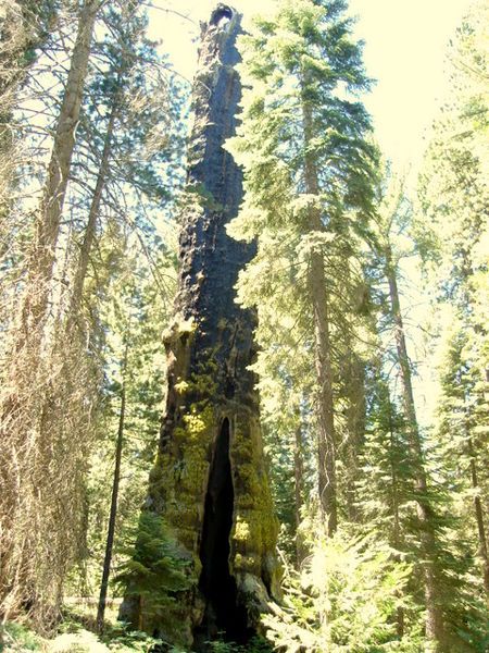 File:The Muir Snag.jpg