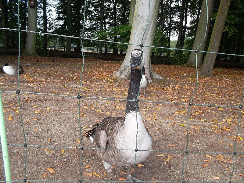 File:Tierpark Cottbus Riesenkanadagans.JPG