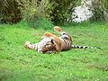 A tiger