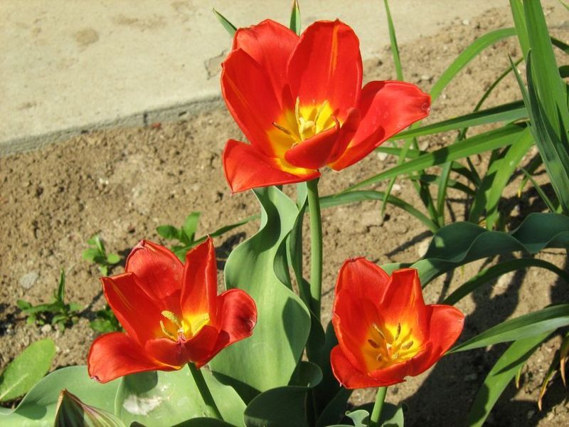 File:Tulipa vvedenskyi 2.jpg