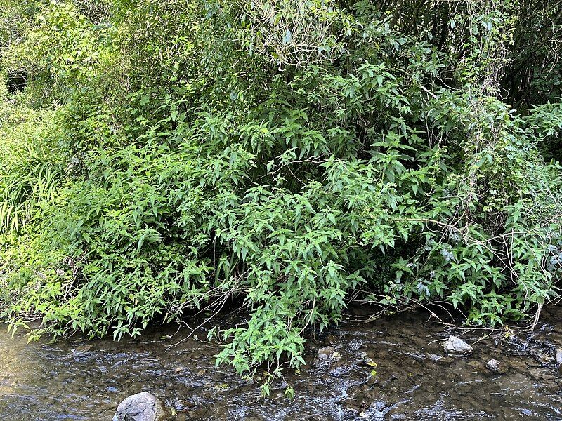 File:Urtica ferox habit.jpg