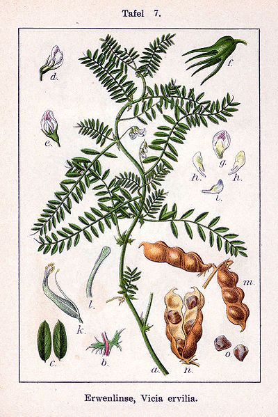 File:Vicia ervilia Sturm7.jpg