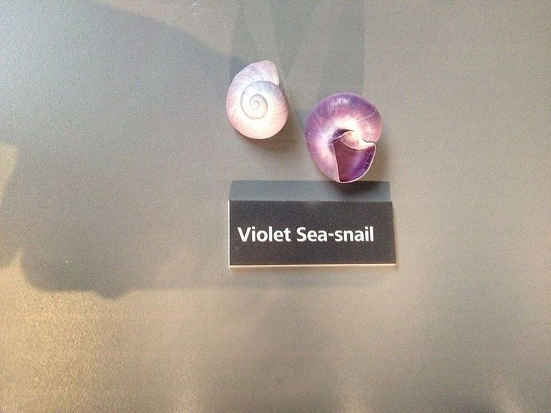 File:Violet Sea-Snail.jpg