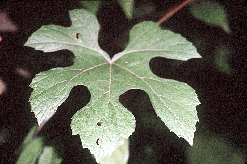 File:Vitis aestivalis (USDA).jpg