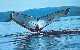 Humpback Whale fluke