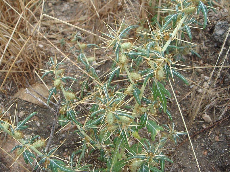 File:Xanthium spinosum.JPG