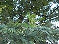 In autumn in the UK with flower buds visible