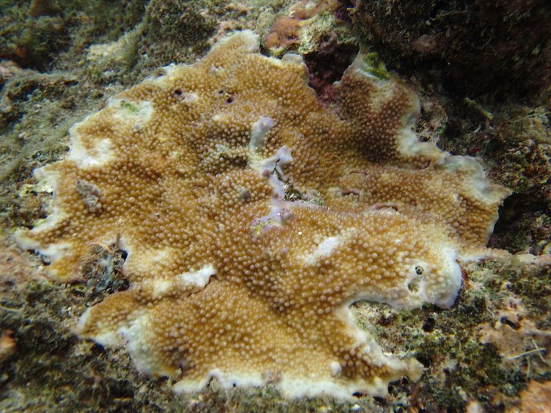 File:Acropora palmerae.JPG