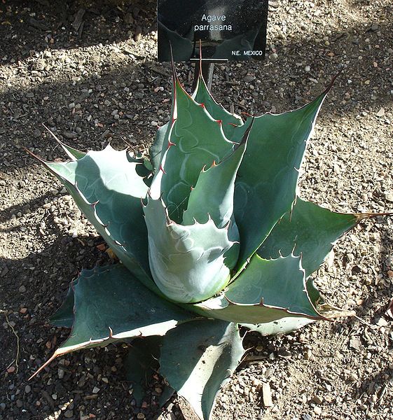 File:Agave parrasana.jpg