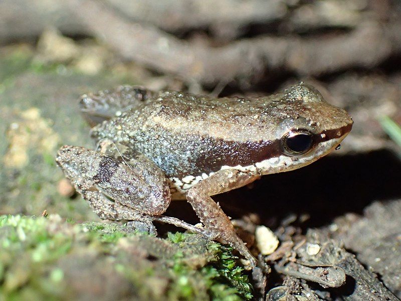 File:Allobates ornatus.jpg