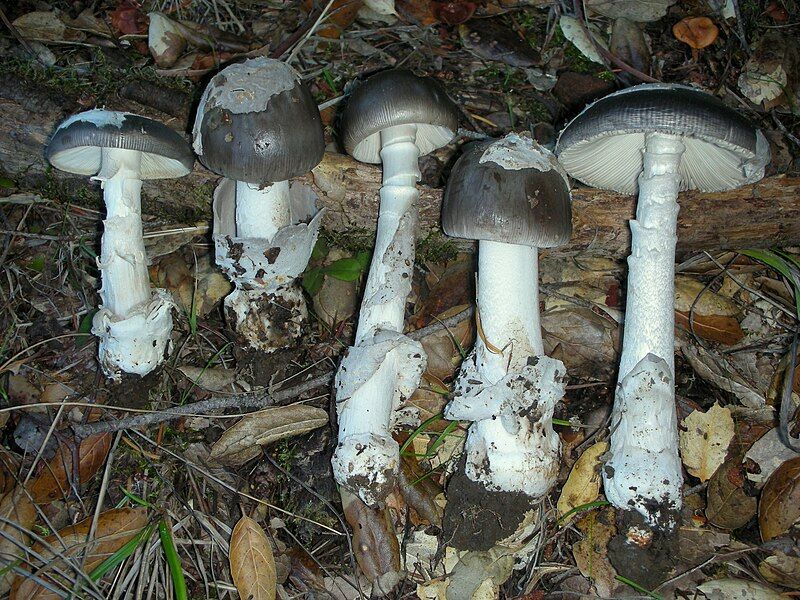 File:Amanita constricta 67205.jpg